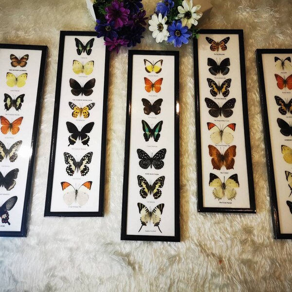 Butterfly Taxidermy Etsy