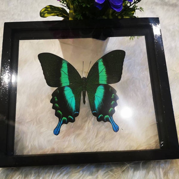 Butterfly PaPilio Blumei Taxidermy Insect Home Decor Double Glass Black Frame