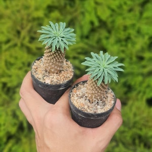 Euphorbia sotetsu kirin