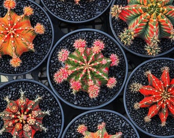 Hildewintera colademononis (Monkey Tail Cactus) / 10 seeds