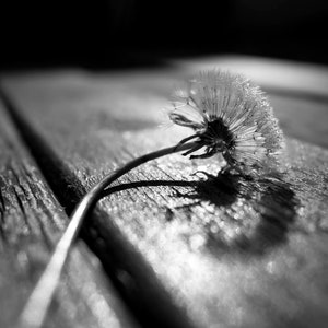 May include: A black and white photo of a dandelion seed head lying on a wooden surface. The dandelion is in focus, and the wood is out of focus. The dandelion is lit from the side, creating a dramatic effect.