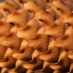May include: Close-up of a brown pine cone with overlapping scales. The scales are textured and have a natural, wood-like appearance.