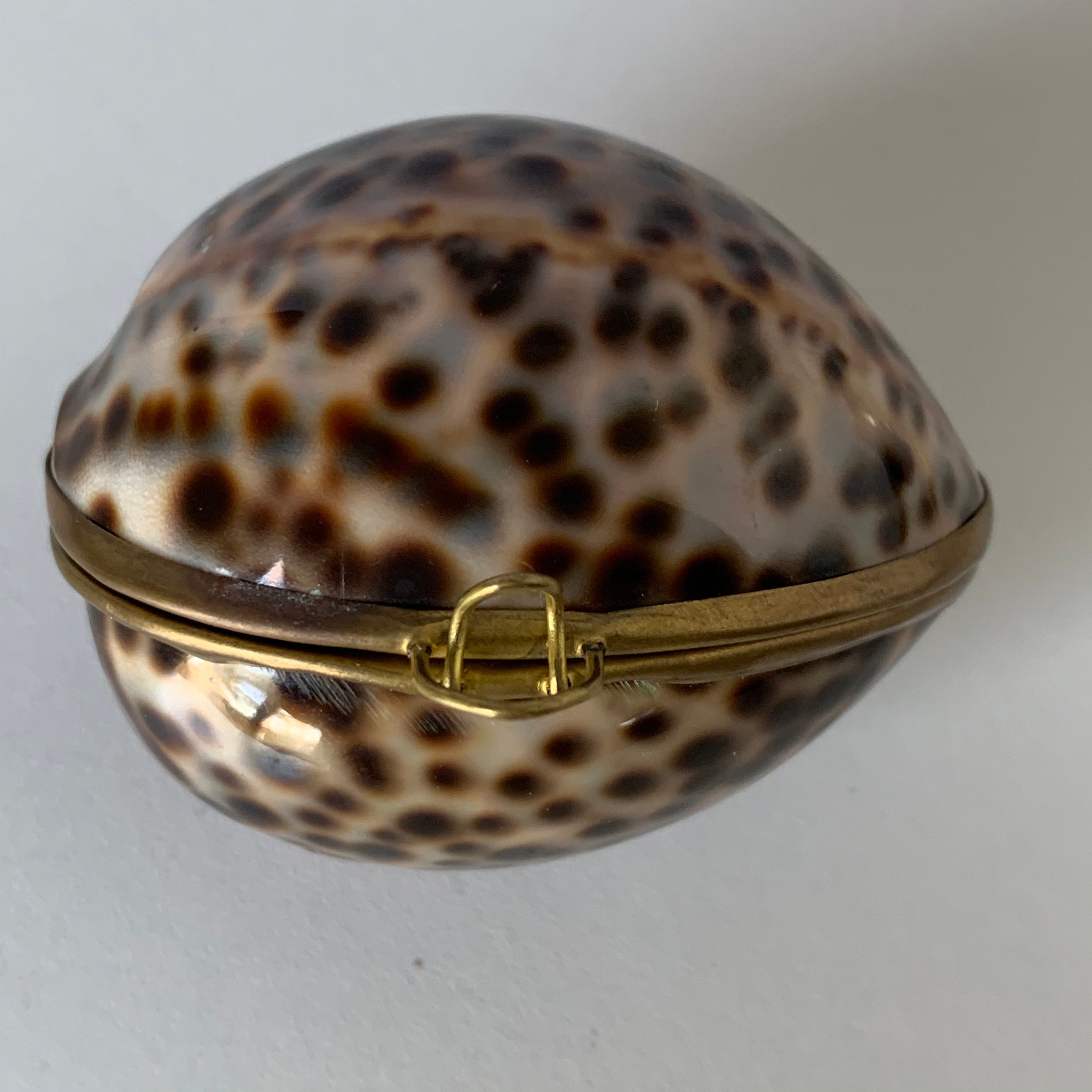 Genuine TIGER COWIE SHELL Pill Box Clam Shell Trinket Box Etsy