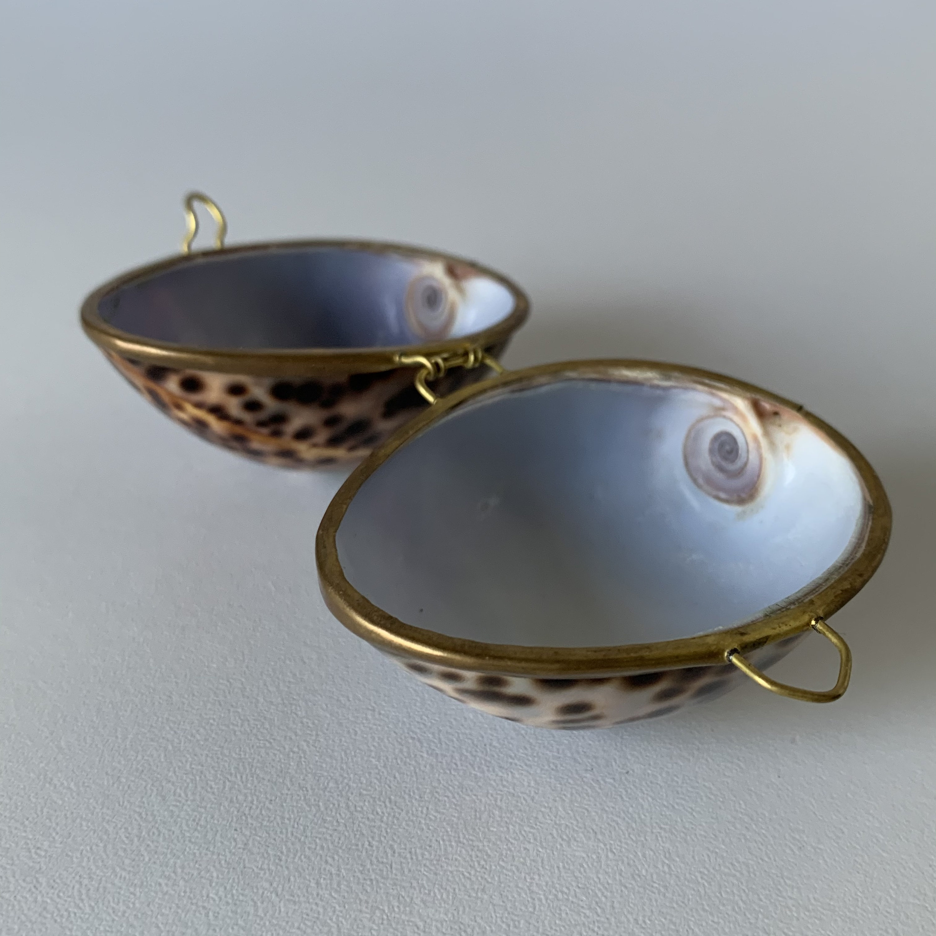 Genuine TIGER COWIE SHELL Pill Box Clam Shell Trinket Box Etsy