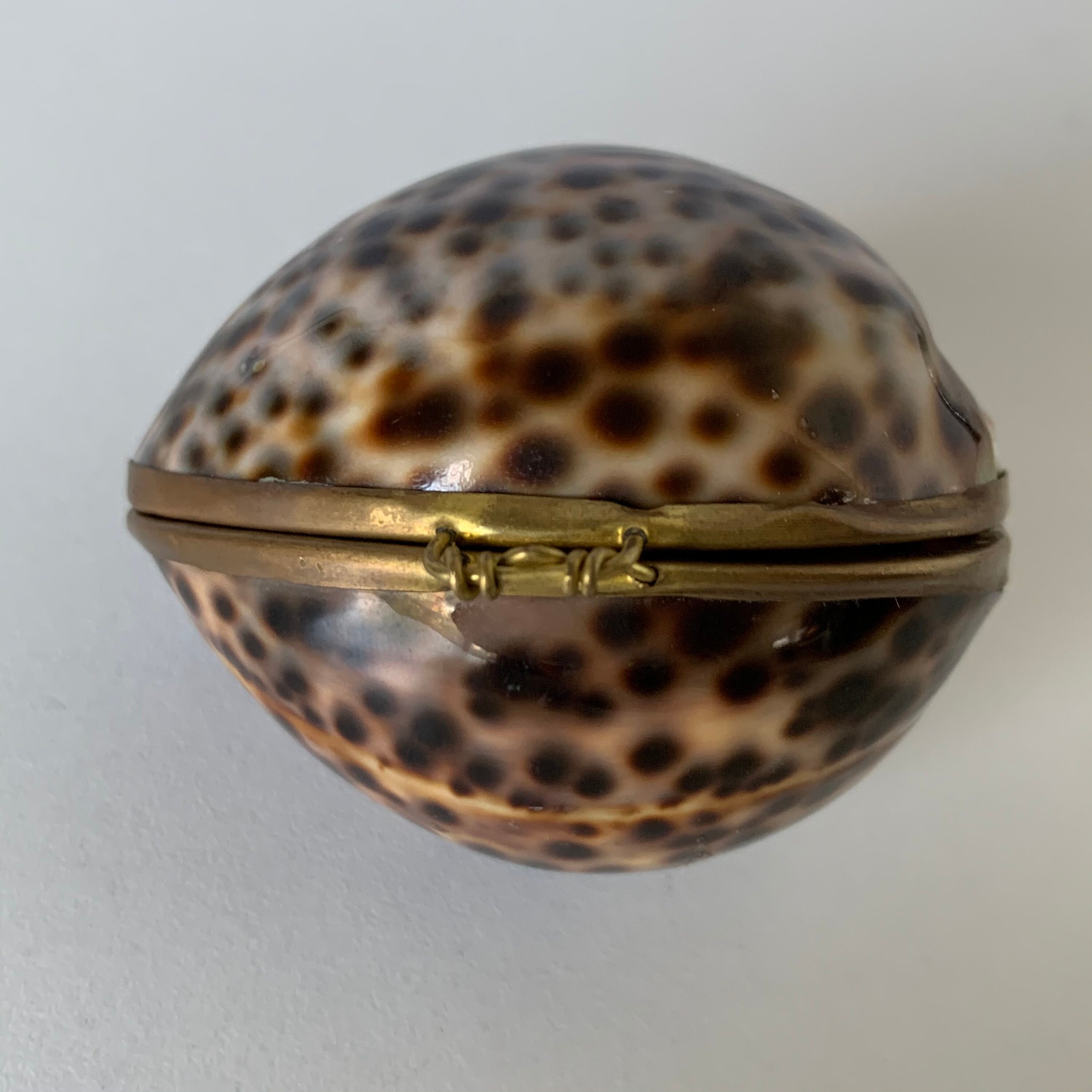 Genuine TIGER COWIE SHELL Pill Box Clam Shell Trinket Box Etsy