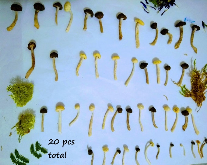 Tiny Dried Mushrooms for Resin, Dried Moss and Fern for Jewelry Making