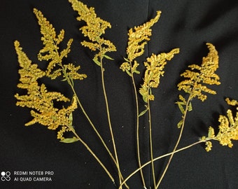 Pressed goldenrod  Etsy