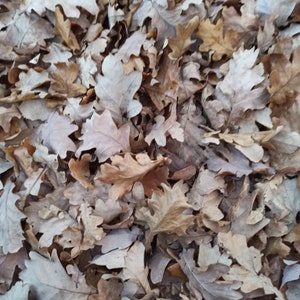 May include: A close-up of a pile of brown and tan oak leaves on the ground.