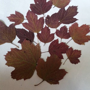 Dried leaves Viburnum,Pressed Leaves,Pressed Red Leaves,orange leaves,Pressed fall leaves,Leaf Art,school crafts,Dried Autumn Leaves