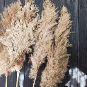 May include: Four dried pampas grass stems with feathery plumes in shades of beige and brown against a dark wood background.
