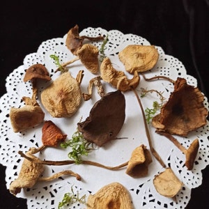 Dried mushrooms for art White mushrooms Miniature mushrooms for crafting Resin jewelry Green Rustic decor Crafts fairy mini garden fungi
