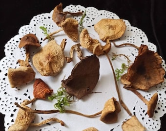 Dried mushrooms for art White mushrooms Miniature mushrooms for crafting Resin jewelry Green Rustic decor Crafts fairy mini garden fungi