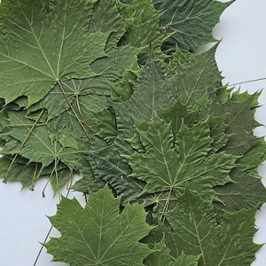 25 REAL MAPLE LEAVES.Preserved Maple Leaves,Green Leaves,Fall Decor,Pressed Green Leaves,Wedding Decoration.Maple Leaf Table,Dry Green Leaf