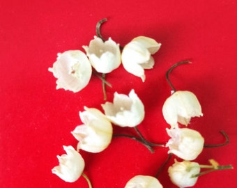 100 pcs Dried lily,mini flowers,small flowers,White dry flowers,real dry flower,resin flowers,dry flower supply,tiny dried flower