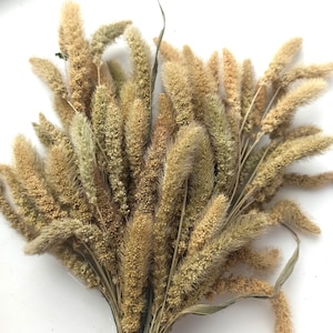 Organic Mohair Millet, Hamster Sprays, Chinchilla Sprays