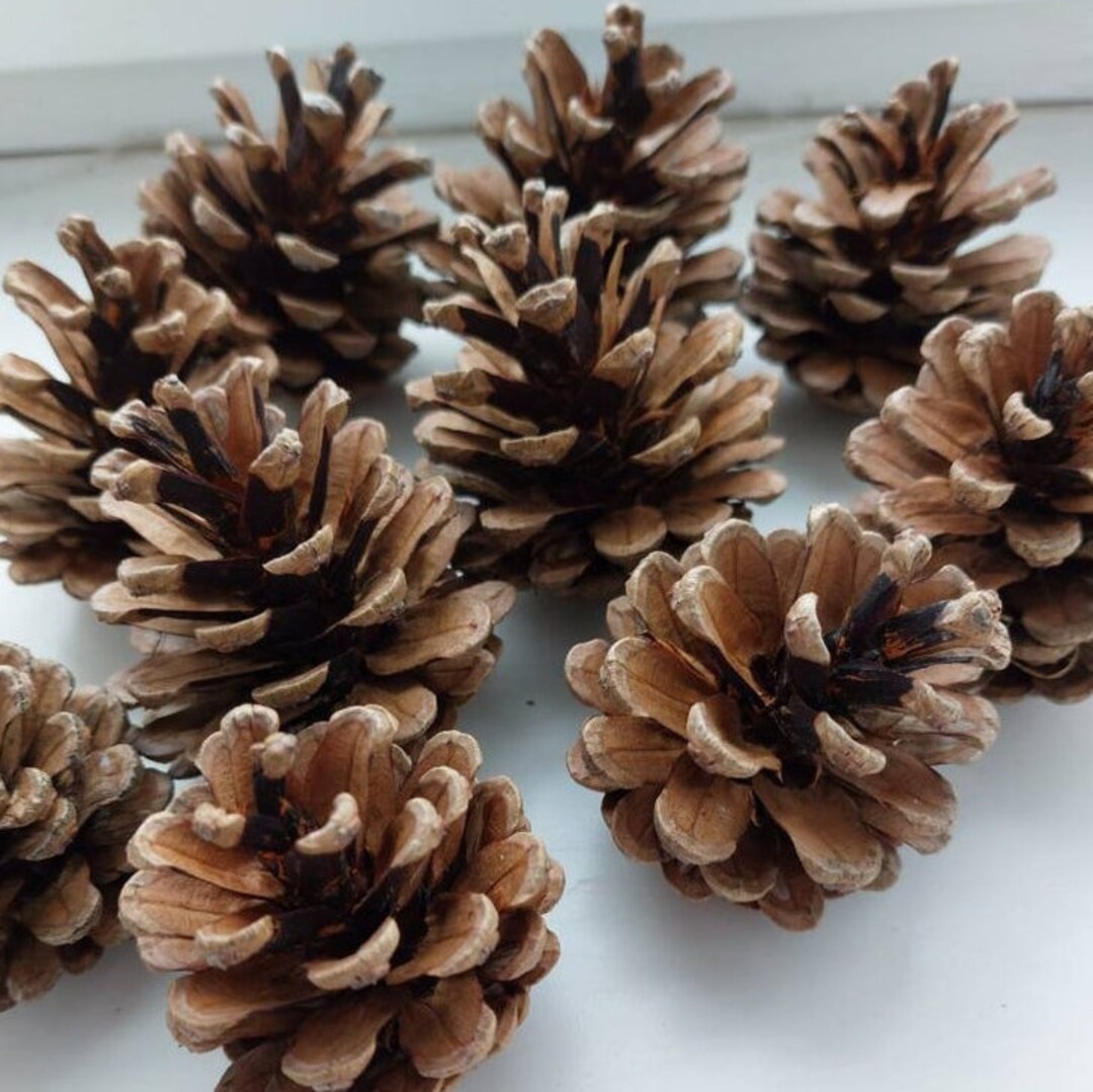 50 Natural Pine Cones for Bunny Rabbits, Chinchillas and Small Animals