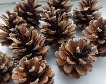 50 Natural Pine Cones for Bunny Rabbits, Chinchillas and Small Animals. Rabbit Chinchilla Chew Toys