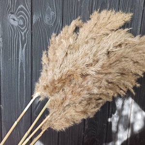 May include: A bunch of dried pampas grass with long, feathery plumes in a natural beige color. The stems are brown and are bundled together.
