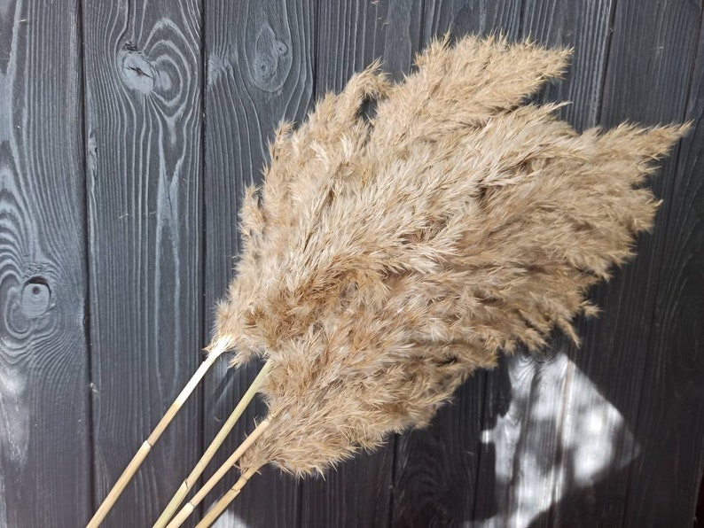 May include: A bunch of dried pampas grass with long, feathery plumes in a natural beige color. The stems are brown and are bundled together.