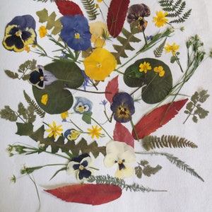 Gepresste Blumen, gepresste Blätter, trocken gepresste Blumen, grüne Blätter, gepresste natürliche Blumen, Blumenkunst, echte Blume, Karte machen, Scrapbooking