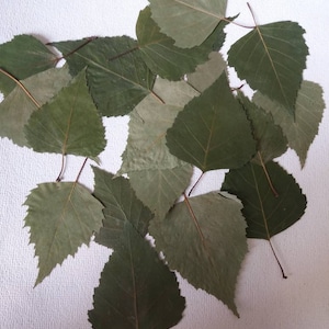 May include: A collection of dried birch leaves in various shades of green, arranged on a white surface.