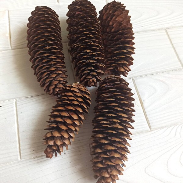 Pine Cones Etsy
