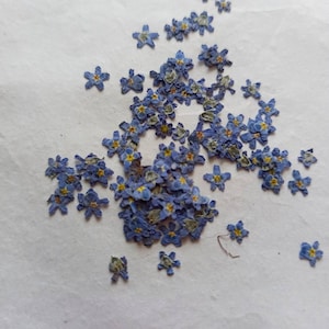Pressed Forget-Me-Not Flowers 20\50pcs,Blue forget me nots dried flower,Pressed Flat Flowers,dried flower petals,Small dried white flowers