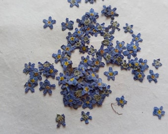 Pressed Forget-Me-Not Flowers 20\50pcs,Blue forget me nots dried flower,Pressed Flat Flowers,dried flower petals,Small dried white flowers