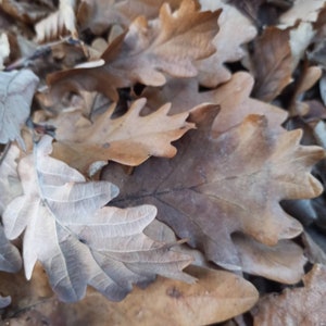 May include: A pile of brown and gray oak leaves, some with visible veins, are scattered on the ground.
