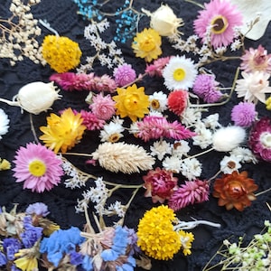 100 pcs small dried flowers,tiny dry flowers,dried flowers,dried flowers crafts ,dried flowers for resin,dry flower supply,DIY dried flowers