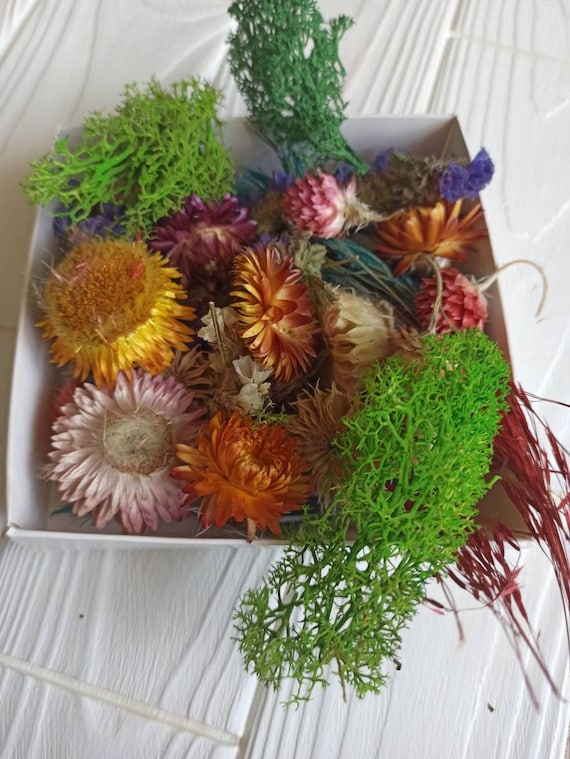 Small Dried Flowers,mix Dry Flowers,flowers for Resin,floral Decor,flower  Box Random Potpourri,dry Flower Supply,tiny Dried Flowers 
