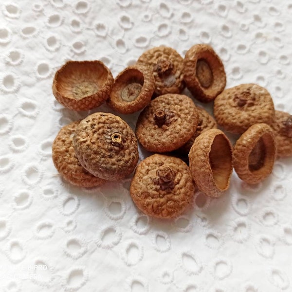 100 Large Acorn caps\Organic Acorn caps\Real Acorn Tops\dried acorn caps\rustic decor\fall decor\vase fillers