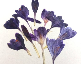 Pressed Purple flowers,Real Crocus flowers,Crocus herbarium DIY,Pressed,Purple Crocus,Dried spring flowers,Botanical DIY supply, Dry Flowers