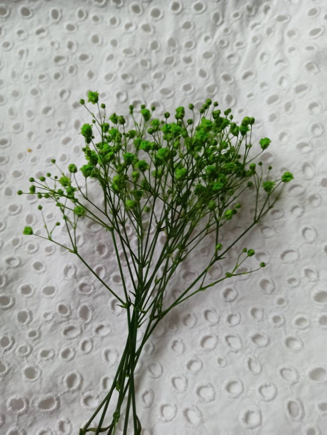 20 Green Baby's Breath Real Dried Pressed Etsy
