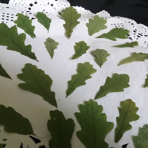 30 feuilles de chêne véritable, feuilles de chêne pressées, feuille séchée naturelle, décoration de cartes de mariage, feuilles pour résine, petites feuilles séchées,