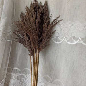 May include: A bunch of dried pampas grass with brown plumes and natural beige stems.