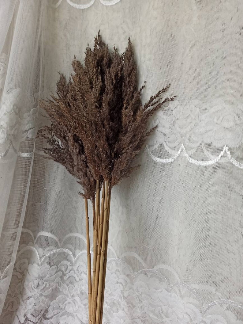 May include: A bunch of dried pampas grass with brown plumes and natural beige stems.