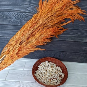 Pampas Grass,Orange-Yellow Pampas Grass,Fall decor, Feather pampas, Halloween decor, Halloween bouquet