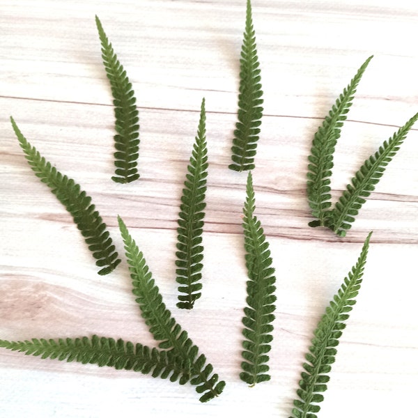 100 pcs Pressed Fern Leafs, Real Pressed Fern, Pressed Green Fern,dried pressed fern,dried fern,plants for craft