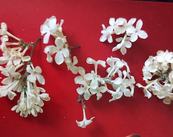 dried lilac,lilac flowers,mini white flowers,small flowers,lilac dry flowers,resin flowers,dry flower supply,tiny dried flower,white flowers