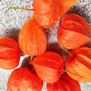 Könnte beinhalten: Eine Gruppe von sieben orangefarbenen Papierlaternen, auch bekannt als chinesische Laternen, mit einer strukturierten Oberfläche. Die Laternen sind in einer Gruppe auf einem grauen Hintergrund angeordnet.