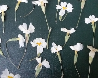 Fleurs sauvages blanches pressées, artisanat botanique, oeuvre d'art en résine époxy