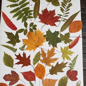 30 unità di vere foglie miste essiccate e pressate, foglie diverse. Materiale botanico per artigianato, foglie per erbario, didattica, foglie pressate.