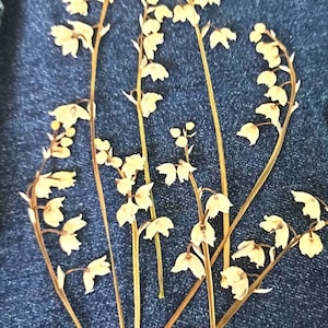 15 pieces Dried pressed lily of the stem,white cream brown green,mini flowers,small flowers,White dry flowers,dry flower, flowers for resin