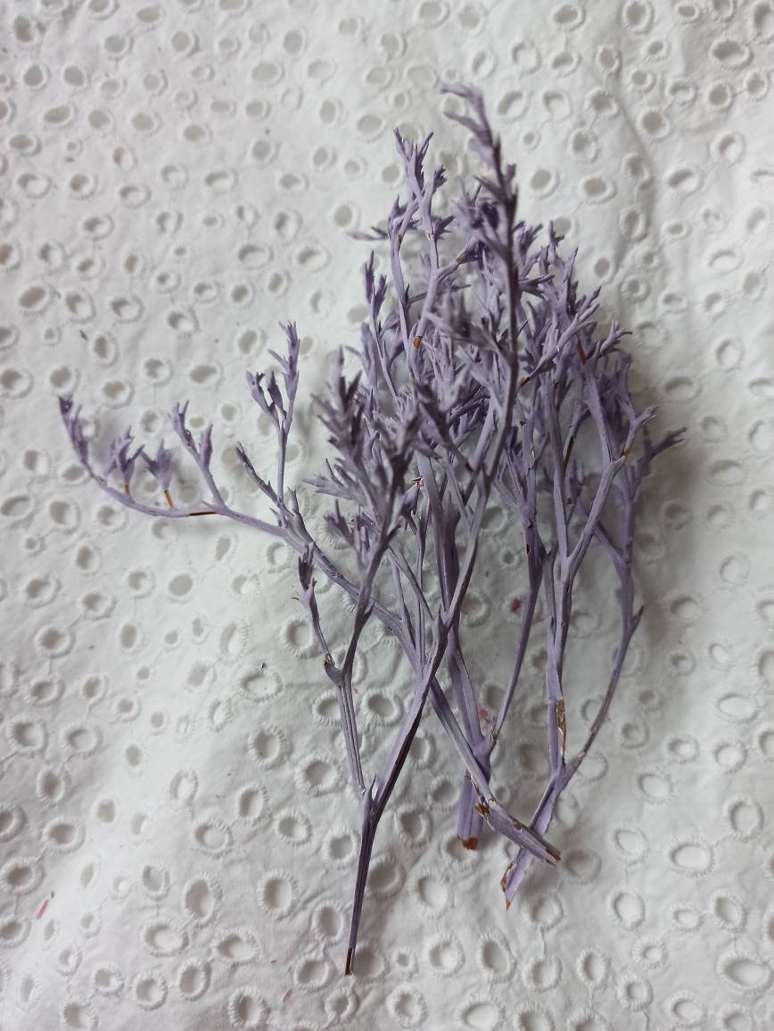 German Statice Statice Bouquet Dry Statice for Jewelry Etsy