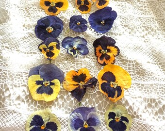 15 Dried Pansy Viola Flowers, Real Pressed Flowers, Embellishments