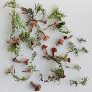 Dried mushrooms, Mini mushrooms, Small fungus, Tiny mushrooms ,Moss mushrooms for Resin jewelry, Crafts fairy mini garden, Terrarium