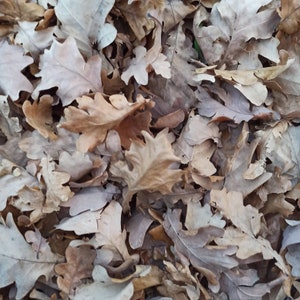 May include: A pile of brown, dried oak leaves on the forest floor.