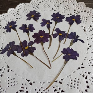 Purple dried flowers,dried pressed flowers,flowers epoxy resin,botanical Craft,pressed small flower,real pressed flowers,pressed wild flower