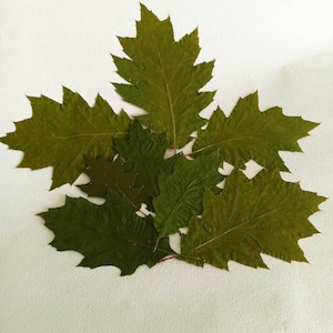 Foglie di quercia vere. Foglie di quercia vere pressate ed essiccate al naturale. Foglie di quercia